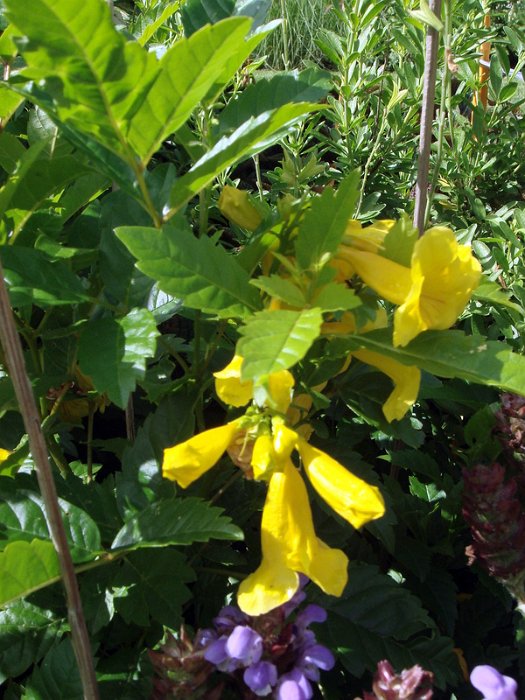 Tecoma x 'Mayan Gold' fleur